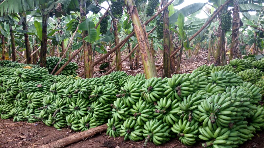 Banana Harvest